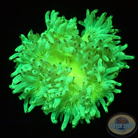Catalaphyllia jardinei „Radioactive“ WYSIWYG