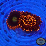 Krustenanemonen „Illuminati Friend“ WYSIWYG „AD Special“