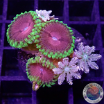 Krustenanemonen „Chili Clavularia“ WYSIWYG