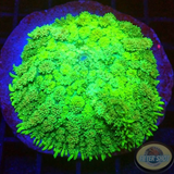 Rhodactis spp. „Toxic Carpet“ WYSIWYG „AD Special“