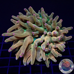 Entacmaea quadricolor „Sunburst“