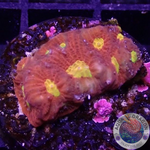 Favia spp. “Toro Bravo” WYSIWYG