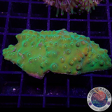 Turbinaria spp. „Toxic“ WYSIWYG