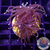 Euphyllia glabrescens „Grafted“ WYSIWYG