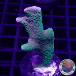 Montipora digitata “Granny G”