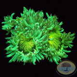 Catalaphyllia jardinei „Psycho Kate“ WYSIWYG