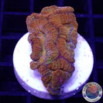 Australophyllia wilsoni „Rainbow“ WYSIWYG