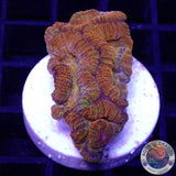 Australophyllia wilsoni „Rainbow“ WYSIWYG