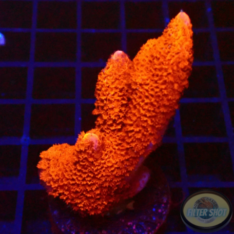 Montipora digitata „Bloody Mary“ WYSIWYG