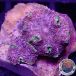 Discosoma spp. „Hells Angel“ WYSIWYG