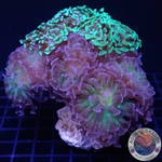Euphyllia paraancora „Freak Tree“ WYSIWYG „AD Special“