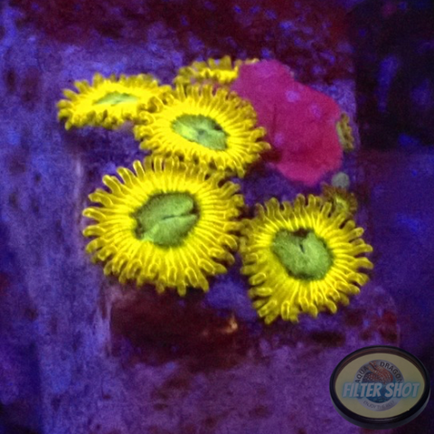 Krustenanemonen „Pikachu“ WYSIWYG „AD Special“