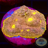 Echinophyllia spp. „Mantras“ WYSIWYG