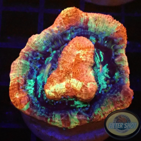 Homophyllia bowerbanki „Sicario“ WYSIWYG