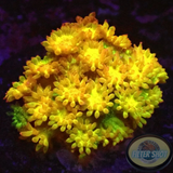 Bernardpora spp. „Golden Glitter“ ✨ AD Special