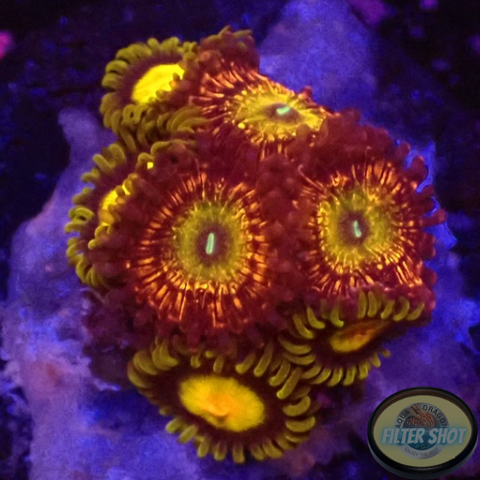 Krustenanemonen „King Krakatoa God“ WYSIWYG „AD Special“