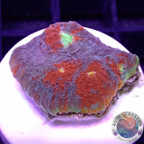 Echinophyllia aspera 🌈 “Rainbow Bugatti” WYSIWYG