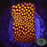 Montipora spp. „Fever“ AD Special