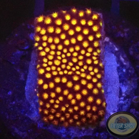 Montipora spp. „Fever“ AD Special