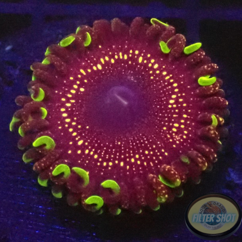 Krustenanemonen „Psychosis“