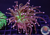 Euphyllia glabrescens „Hellraiser“ WYSIWYG