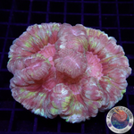 Trachyphyllia spp. “Marbled” WYSIWYG