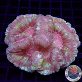 Trachyphyllia spp. “Marbled” WYSIWYG