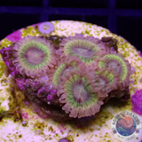 Krustenanemonen „Lemon Heads“ AD Special