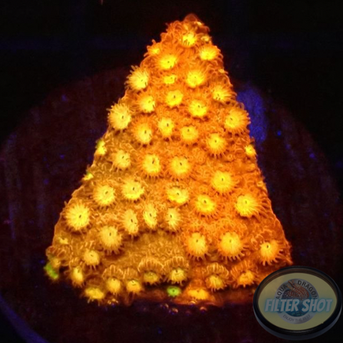 Cyphastrea spp. „Grafted“ WYSIWYG „AD Special“
