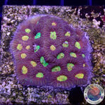Favia spp. „Toro Bravo“ WYSIWYG