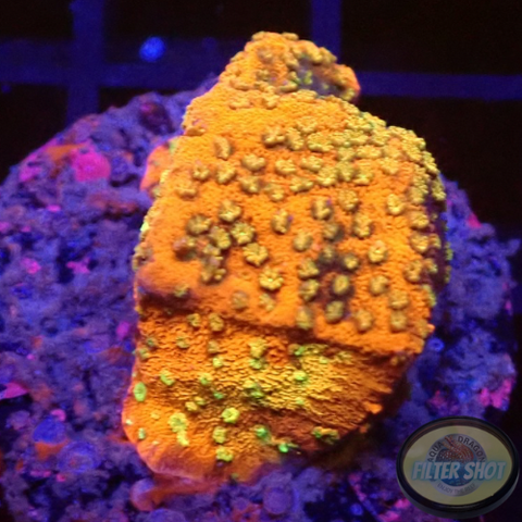 Montipora spp. „Marmalade“ WYSIWYG