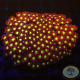 Goniopora spp. „Flash“ WYSIWYG „AD Special“