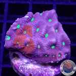 Favites spp. „Ultra Warrior“ WYSIWYG „AD Special“