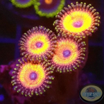 Krustenanemonen „Agent Orange“ WYSIWYG
