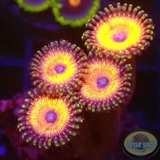 Krustenanemonen „Agent Orange“ WYSIWYG