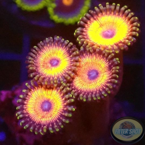 Krustenanemonen „Agent Orange“ WYSIWYG