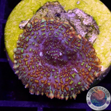 Rhodactis spp. “Picasso” WYSIWYG “AD Special”