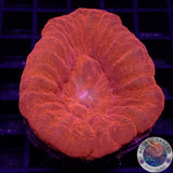 Homophyllia australis „Flaming Donut“ WYSIWYG