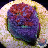 Echinophyllia aspera 🌈 „Rainbow Bugatti“ WYSIWYG