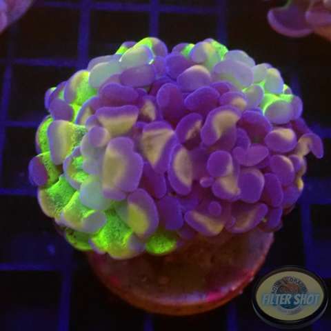 Euphyllia baliensis „Voodoo Child“