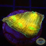 Echinophyllia spp. „Golden Leaf“