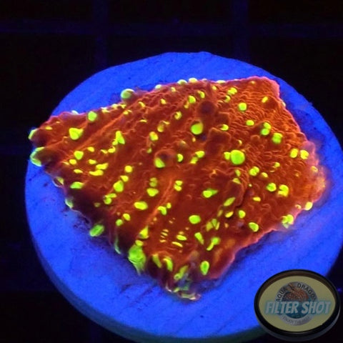Echinophyllia spp. “Acid Rain” AD Special