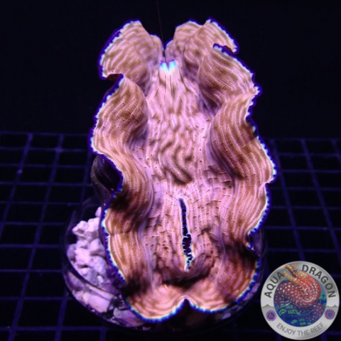 Tridacna derasa WYSIWYG