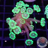 Alveopora spp. „Marindo Rulz“ AD Special