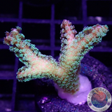 Seriatopora caliendrum „Toxic Bird Nest“