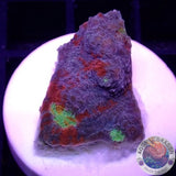 Echinophyllia aspera 🌈 “Rainbow Bugatti” WYSIWYG