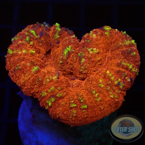 Lobophyllia spp. „Heartbreak“ WYSIWYG „AD Special“