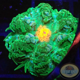 Phymanthus crucifer WYSIWYG