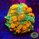 Rhodactis spp. „Firework“ WYSIWYG