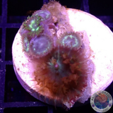 Rhodactis osculifera „St. Thomas & Friends“ WYSIWYG „AD Special“